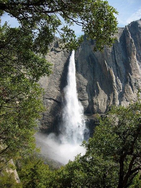 taglio alberi parco nazionale yosemite