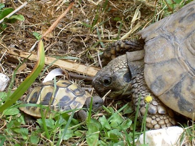 animali esotici commercio clandestino