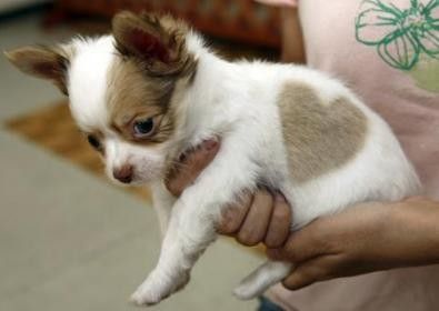 animali_da_compagnia_quattro_zampe animali_da_compagnia_quattro_zampe