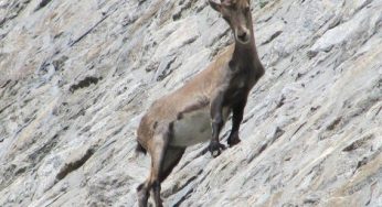 Animali divertenti: National Geographic riprende gli stambecchi acrobati