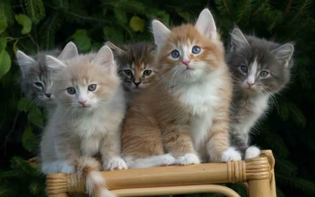 animali_domestici_vita_gatti_cuccioli