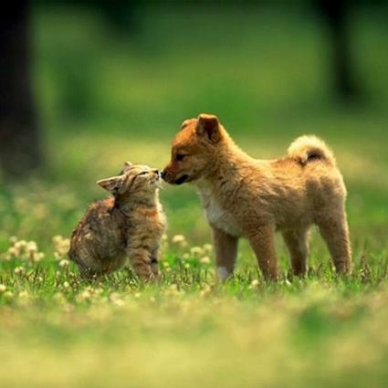cuccioli_taglia_piccola_4_zampe cuccioli_taglia_piccola_4_zampe