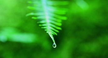 Per l'impatto ambientale un riconoscimento: il premio CiAl al film También la lluvia