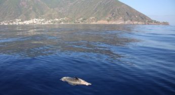 Nel mare blu alcune specie animali come i delfini si preparano alla morte
