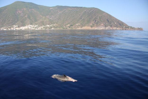mare_blu_animali_delfino_morto mare_blu_animali_delfino_morto