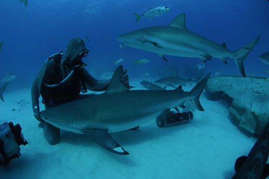 mare_jesolo_animali_pericolosi_shark_week