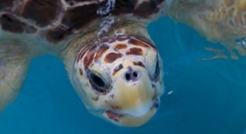 Animali rari: buone notizie per le tartarughe marine, liberati in mare due esemplari