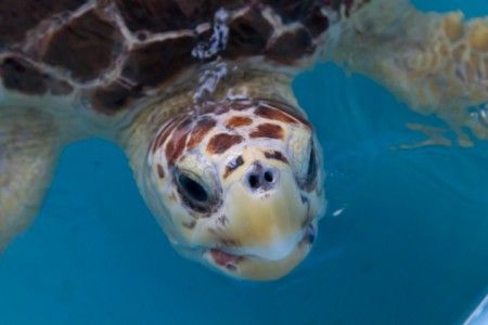 tartarughe_marine_mare_sardegna tartarughe_marine_mare_sardegna
