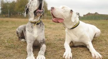 Una storia di affetto tra animali: i due alani inseparabili del Regno Unito