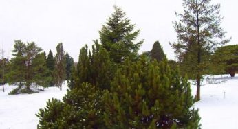 Gli alberi sempreverdi assorbono le polveri sottili