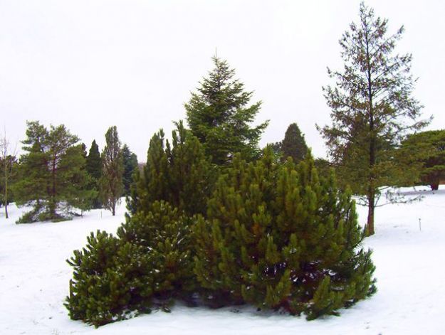 alberi-sempreverdi-polveri-sottili alberi sempreverdi polveri sottili