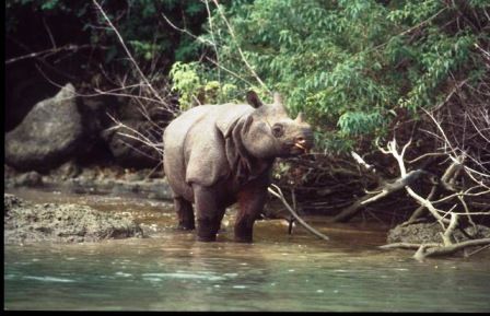 animali_estinzione_rinoceronte_parco_nazionale_indonesia