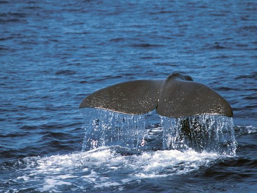 animali_marini_cetacei_mare_liguria animali_marini_cetacei_mare_liguria