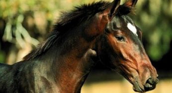 I cavalli spinti allo stremo dall'industria equina: il video drammatico della Peta