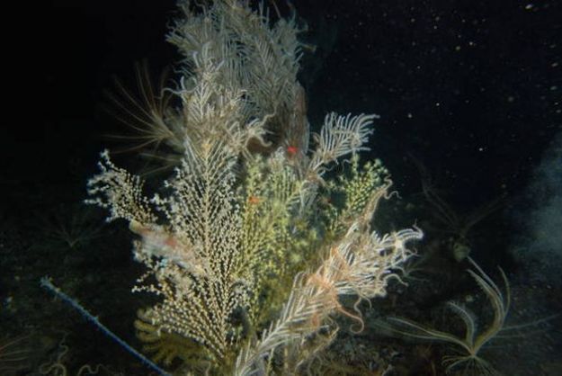 corallo nero sicilia