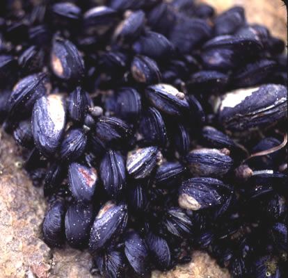 cozze_acqua_dolce_depurazione_acqua cozze_acqua_dolce_depurazione_acqua