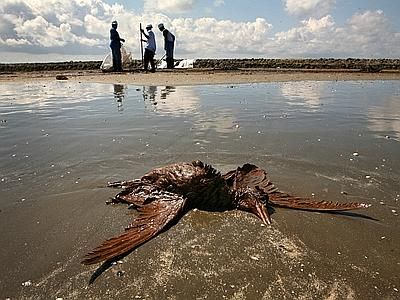 Gulf Oil Spill