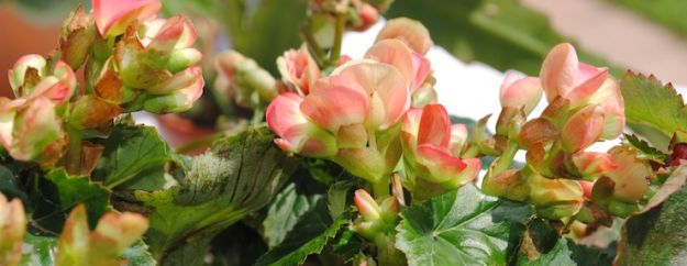 giardinaggio_fai_da_te_piante_fiore