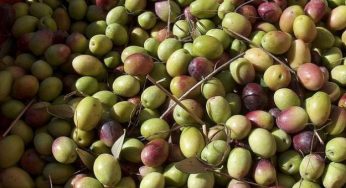 L'impatto ambientale ridotto di Ulivia, il mobile ricavato dagli scarti dei frantoi