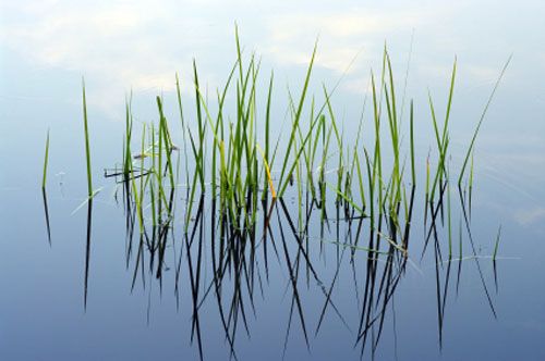 piante_verdi_sotto_acqua_ricerca_scientifica