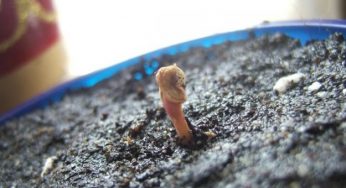 Seminare il Futuro, un evento che celebra i prodotti biologici