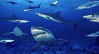 Parte Sharklife, il progetto europeo per proteggere gli squali