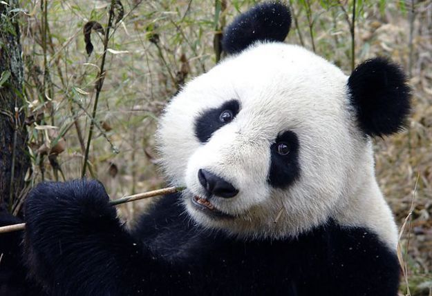 animali-in-via-di-estinzione-panda animali in via di estinzione panda