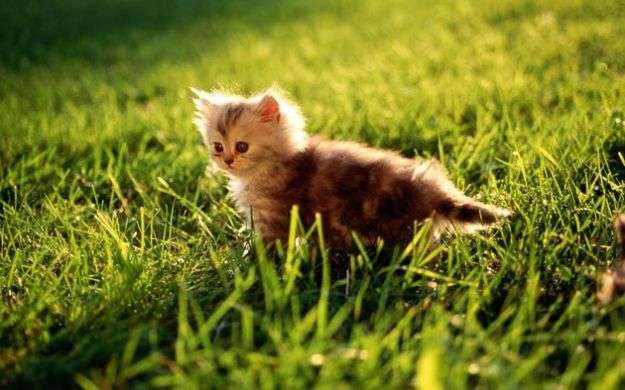 lettiere-ecocompatibili-gatti lettiere ecocompatibili gatti