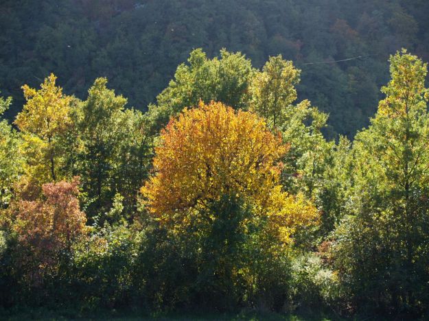 taglio_alberi_salvare_pianeta_terra