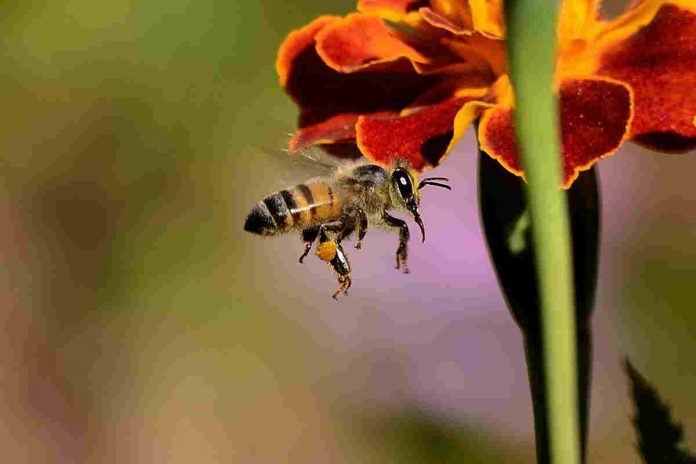 Tutela delle api Ape vola su u fiore