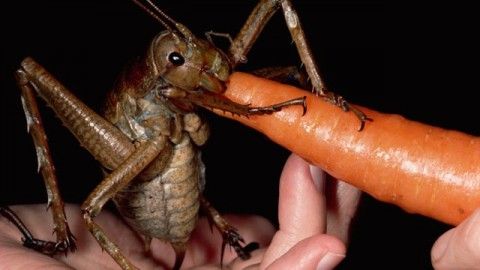 animale_insetto_nuova_zelanda animale_insetto_nuova_zelanda