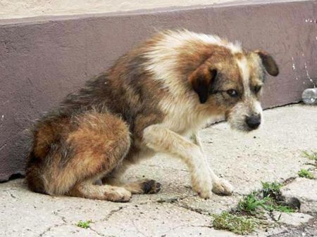 animali_domestici_abbandonati_natale_2011