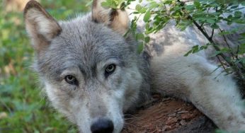 Animali selvatici: gli Stati Uniti commossi dal lupo innamorato