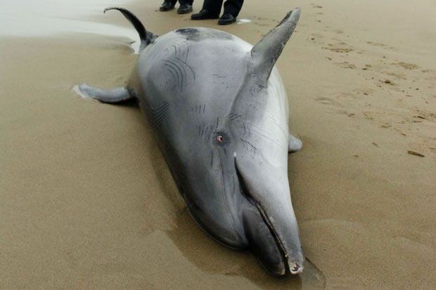 protezione_animali_delfino_spiaggia_puglia