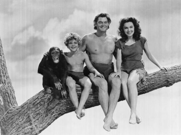 scimpanze-cita-tarzan scimpanze cita tarzan