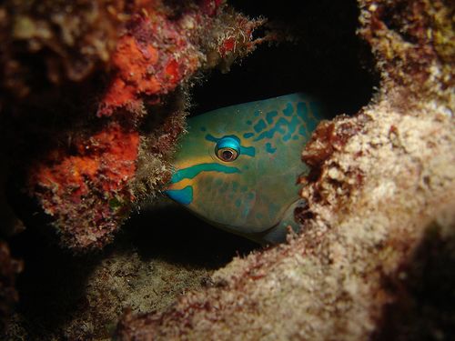 animali_marini_rari_mare_blu animali_marini_rari_mare_blu