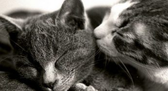 Ogni anno in Italia mangiati più di 6.000 gatti