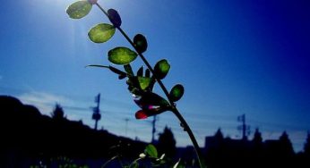 Le regole per un ridotto impatto ambientale: ecco come cominciare il 2012