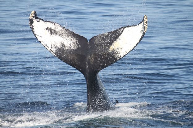 protezione_animali_marini_balene protezione_animali_marini_balene