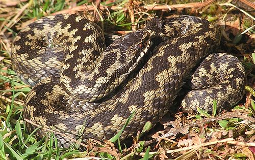 protezione_animali_specie_rare protezione_animali_specie_rare