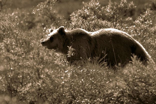 sarah_paulin_caccia_animali_orsi_grizzly