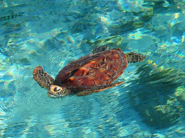 tartaruga_gigante_protezione_animali