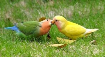 San Valentino 2012, regali ecologici per la festa degli innamorati