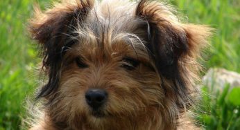 Protezione animali: se sono i cani a prendersi cura dei cinghiali [video]