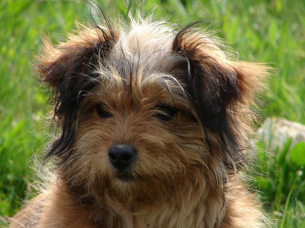 protezione_animali_cani_cinghiali protezione_animali_cani_cinghiali