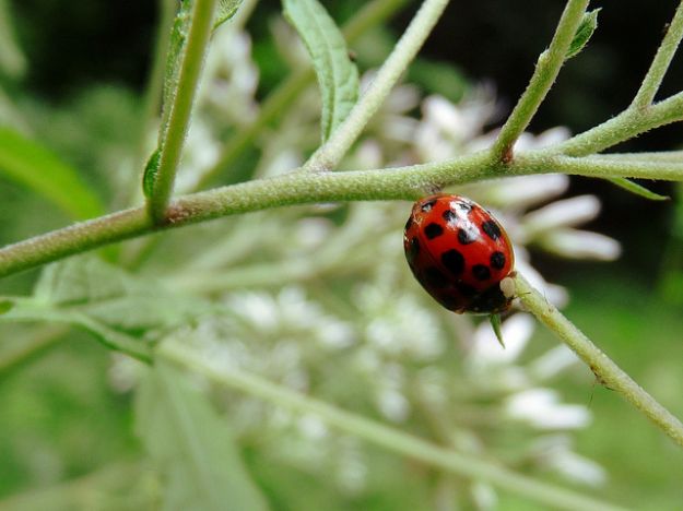 protezione_animali_specie_coccinelle