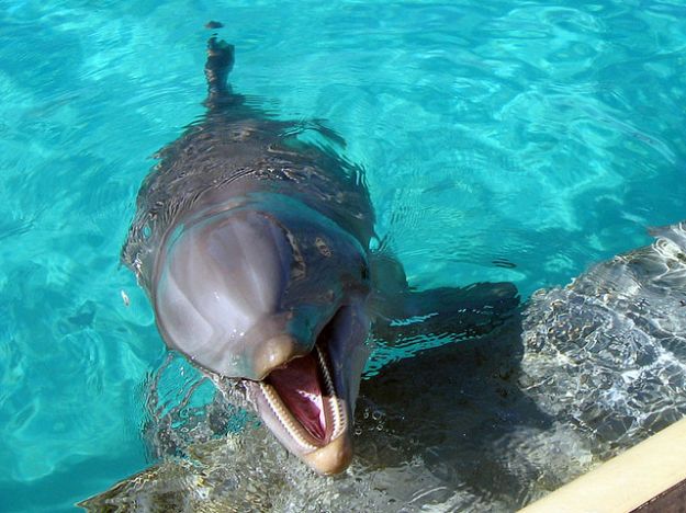 delfini_animali_marini_mare_adriatico