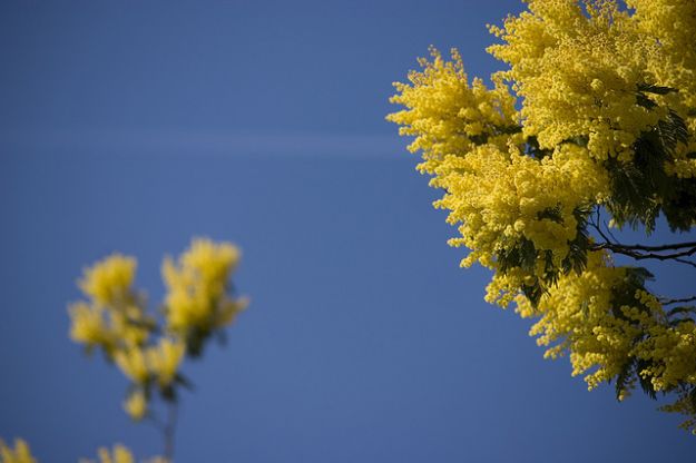 mimosa_festa_donne mimosa_festa_donne
