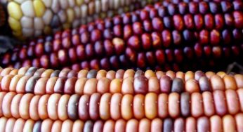 Ogm: tutti contro Clini, anche il Ministro dell'Agricoltura