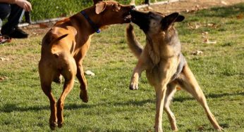 Protezione animali, è allarme cani randagi: in Italia sono mezzo milione